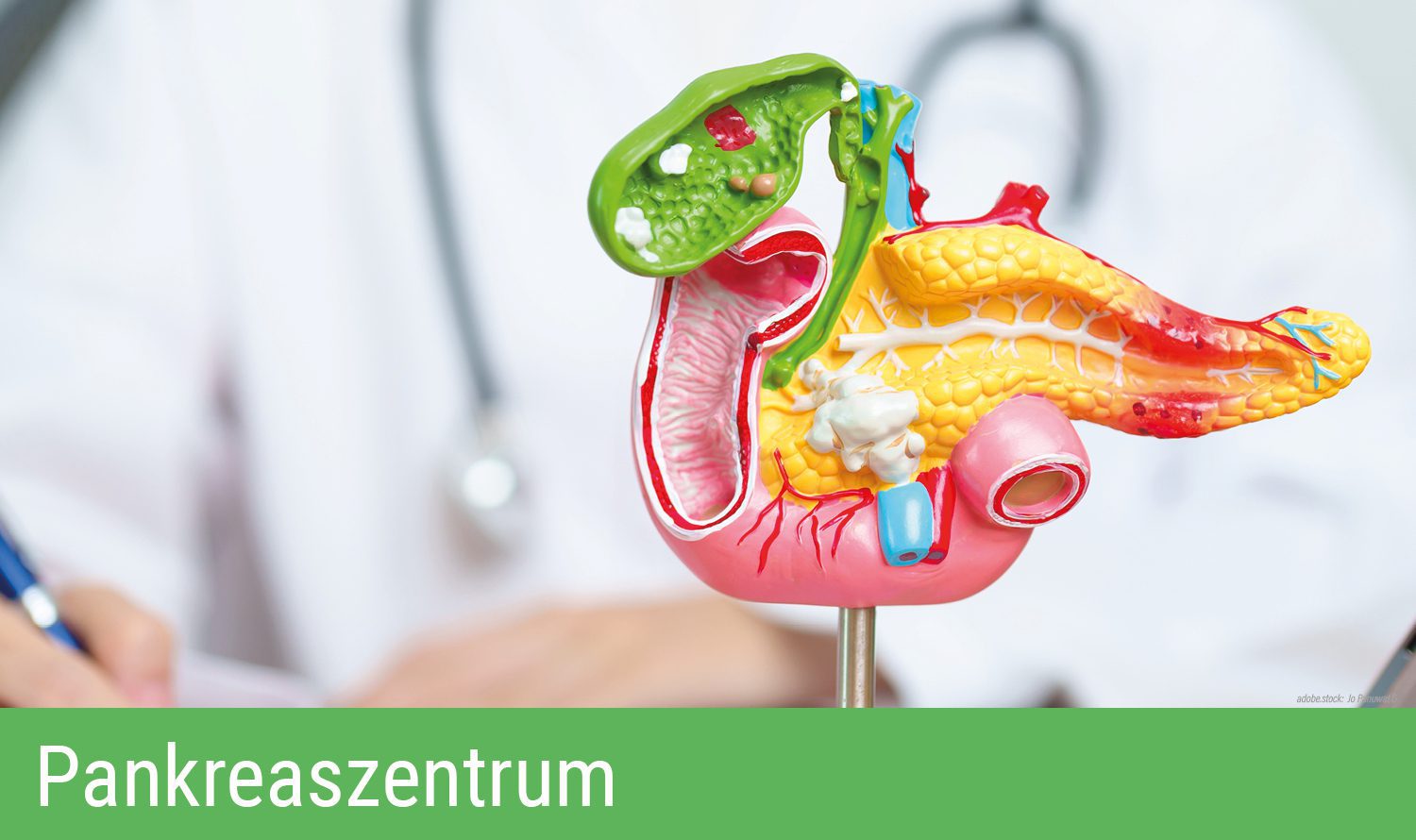 3D-Modell der menschlichen Bauchspeicheldrüse vor einer Person die mit einem blauen Stift auf einem Blatt Papier etwas notiert. Am rechten Rand steht ein Tablett-PC. Grüner Balken am unteren Bildrand mit Aufschrift Pankreaszentrum.