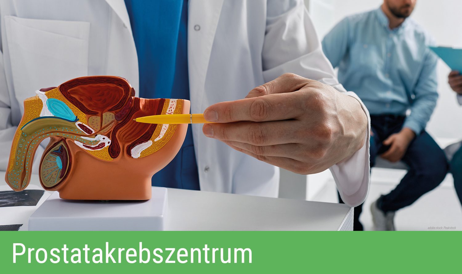 Eine nur ausschnittsweise abgebildete Person in Krankenhausarbeitskleidung zeigt an einem 3D-Modell den männlichen Genitaltrakt, im Hintergrund unscharf und ausschnittsweise ein Arzt, der seinem Patienten etwas erklärt. Grüner Balken am unteren Bildrand mit Aufschrift Prostatakrebszentrum.