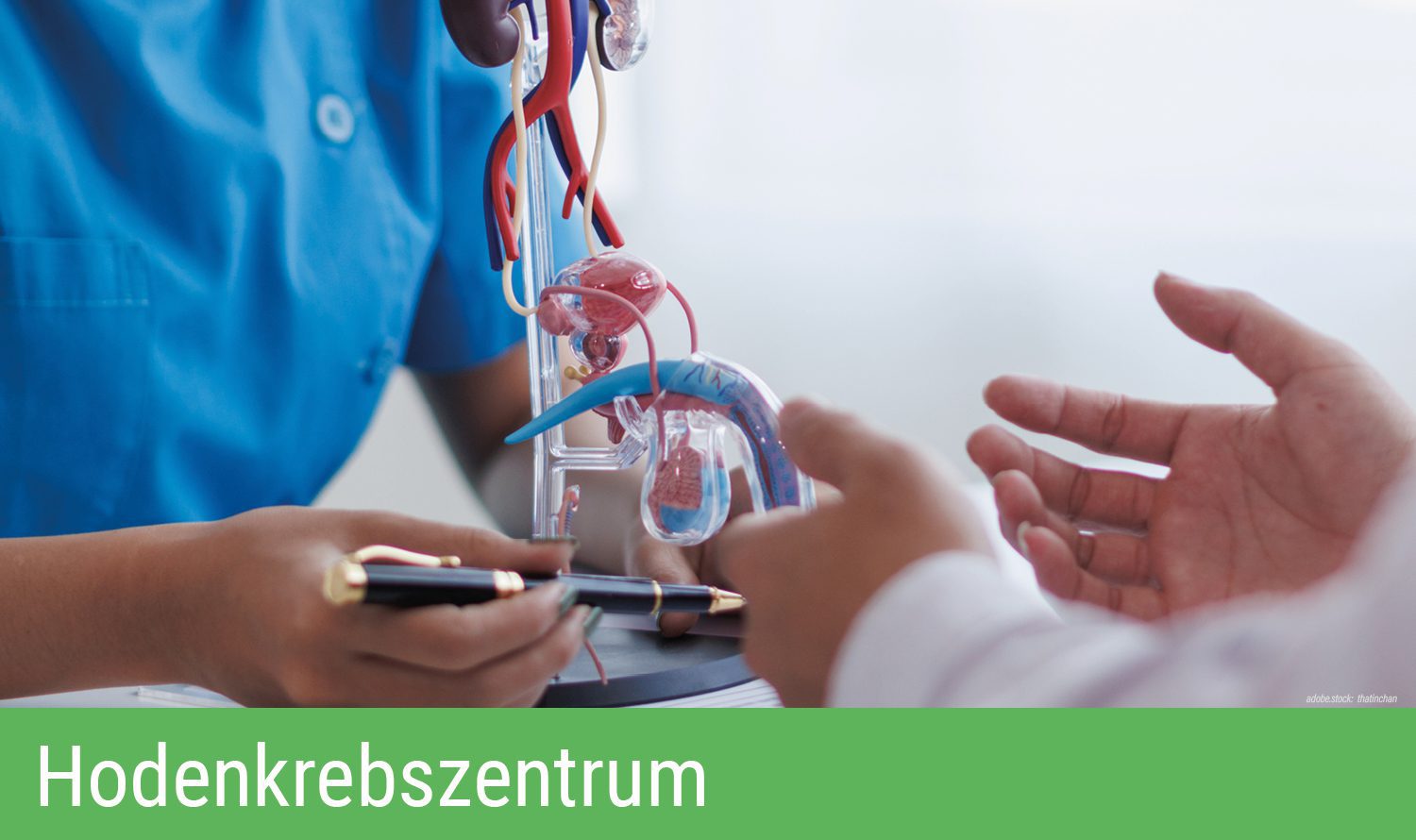 Person in Krankenhausarbeitskleidung erklärt einer anderen Person Hoden, Samenleiter und Harnröhre und zeigt sie an einem 3D-Modell. Grüner Balken am unteren Bildrand mit Aufschrift Hodenkrebszentrum