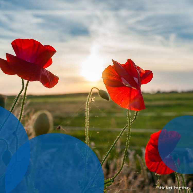 Mohnblumen vor einem Sonnenaufgang.
