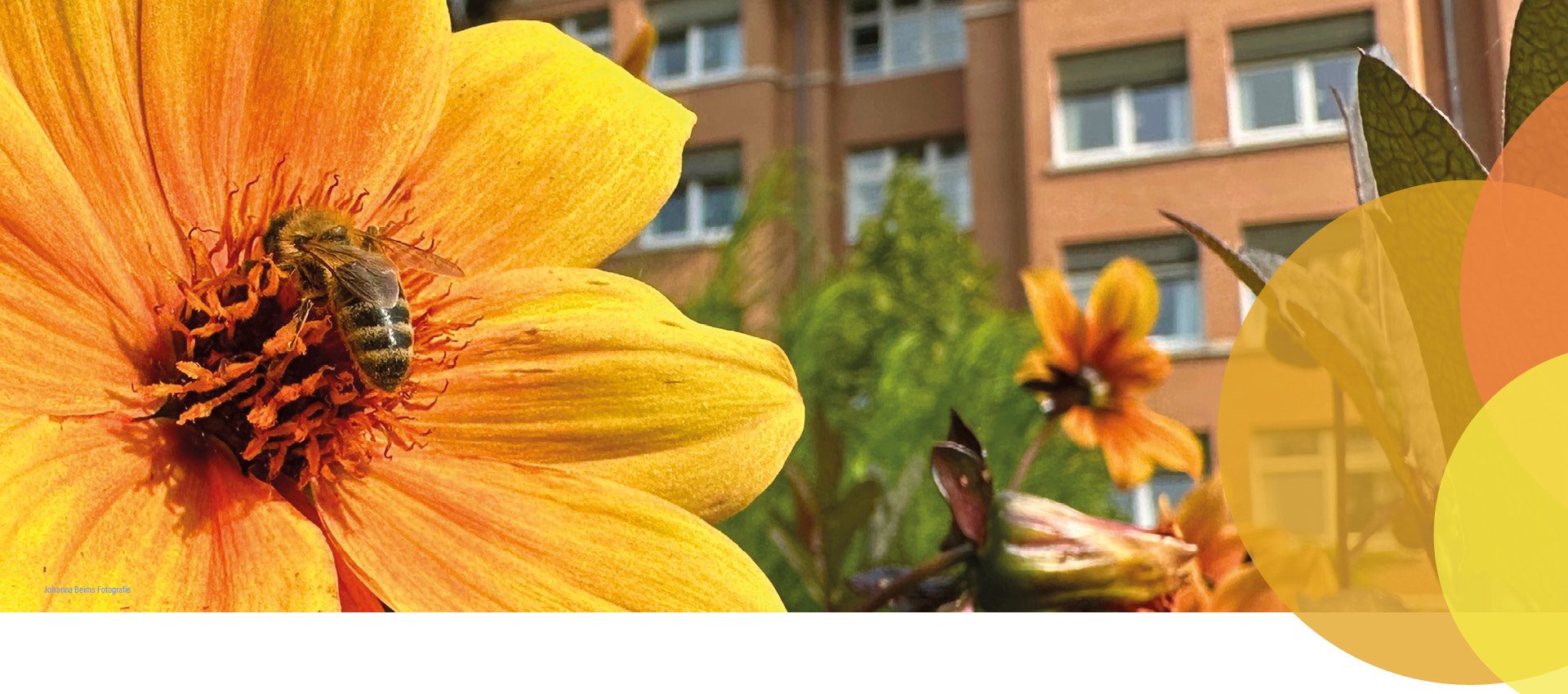 Eine Biene sammelt Pollen von einer leuchtend orangefarbenen Blume im Vordergrund, während im Hintergrund ein verschwommenes Wohnhaus und weitere Blumen zu sehen sind. Auf der rechten Seite zieren sich überlappende gelbe Kreise das Bild.