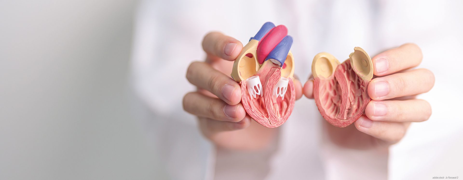 Zwei Hände zeigen ein farbiges 3D-Modell des menschlichen Herzens im Querschnitt.