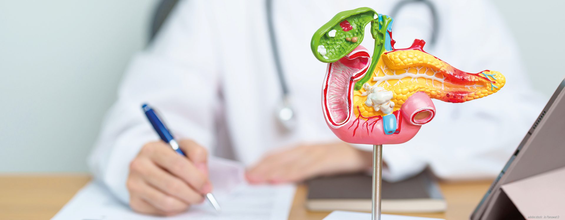 3D-Modell der menschlichen Bauchspeicheldrüse vor einer Person die mit einem blauen Stift auf einem Blatt Papier etwas notiert. Am rechten Rand steht ein Tablett-PC