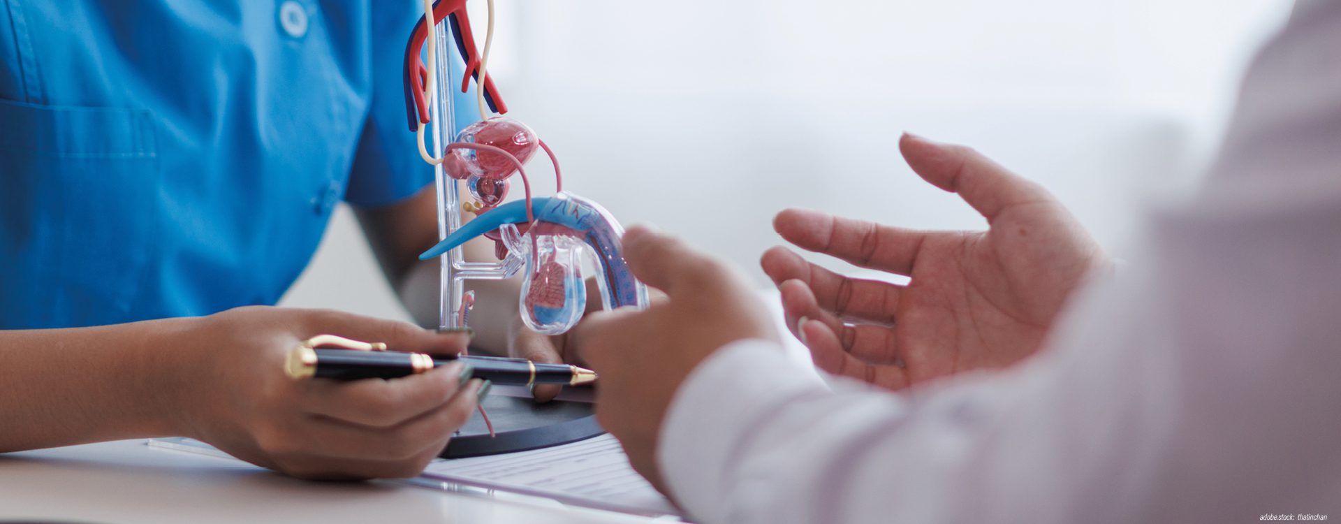 Person in Krankenhausarbeitskleidung erklärt einer anderen Person Hoden, Samenleiter und Harnröhre und zeigt sie an einem 3D-Modell