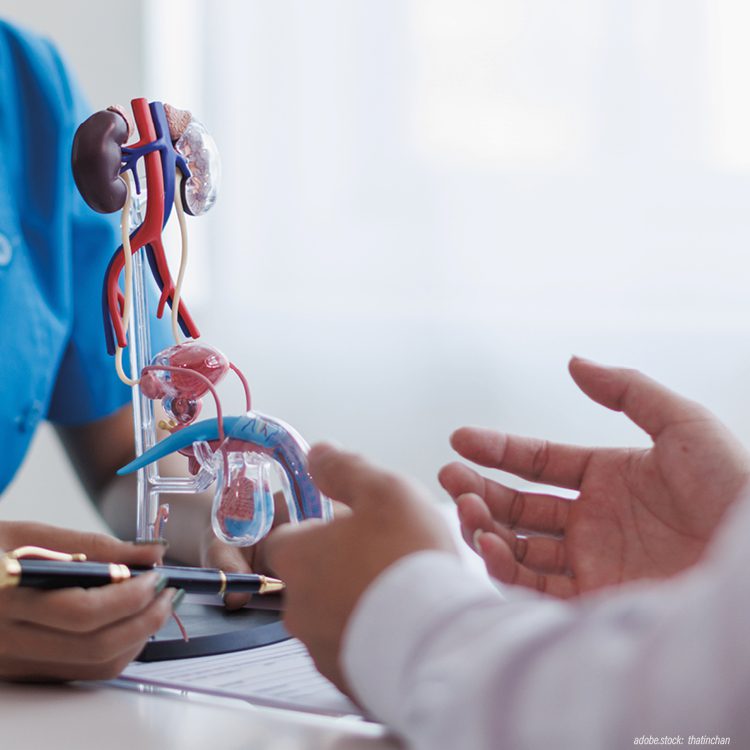 Person in Krankenhausarbeitskleidung erklärt einer anderen Person Hoden, Samenleiter und Harnröhre und zeigt sie an einem 3D-Modell