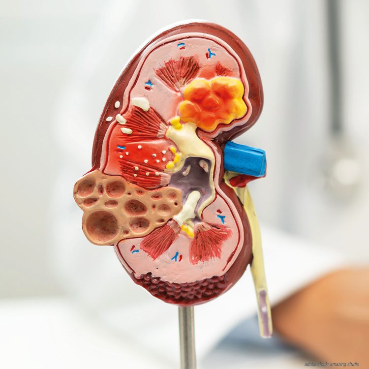 Farbiges 3D-Modell einer menschlichen Niere
